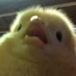 Meet your Posher, Wendy